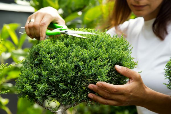 Juniper Shrub Pruning in Sparks