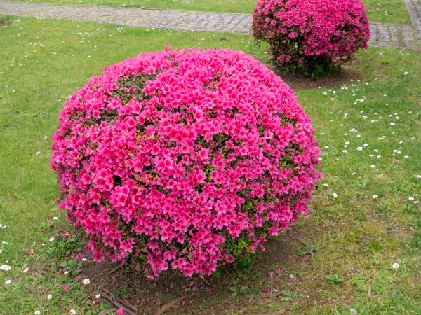 Rhododendron Pruning in Sparks