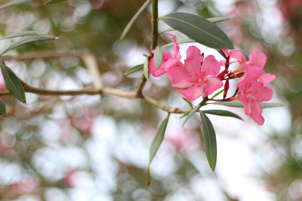 Oleander Removal in Sparks