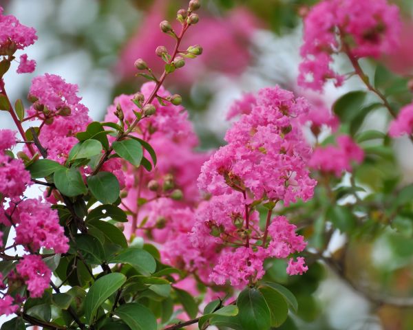 Crepe Myrtle Removal in Sparks