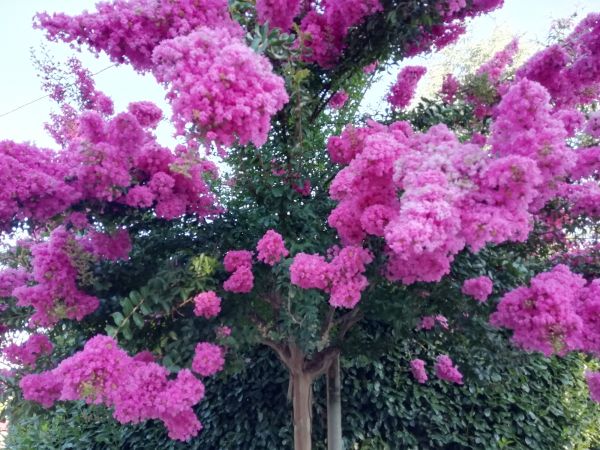 Crape Myrtle Pruning in Sparks