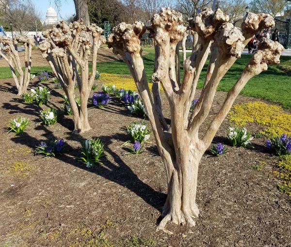 Myrtle Tree Removal in Sparks