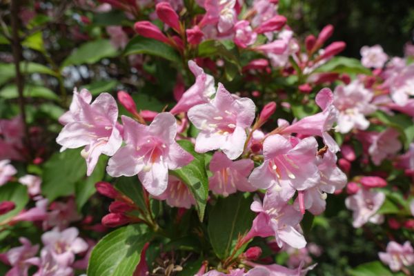 Weigela Pruning Service in Sparks
