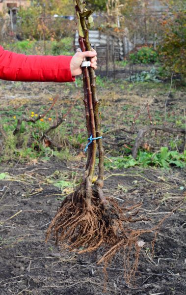 Shrub Root Removal in Sparks