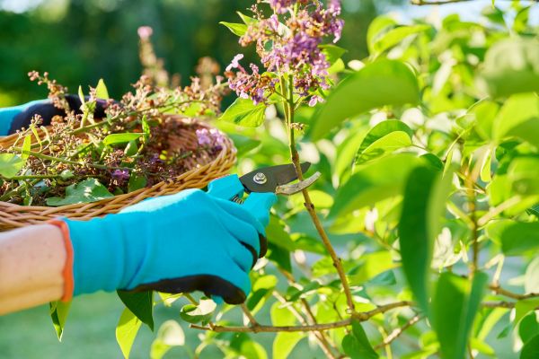 Lilac Trimming Service in Sparks