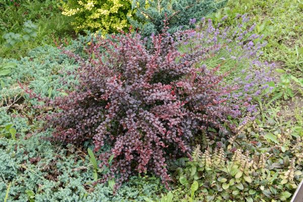 Japanese Barberry Removal in Sparks