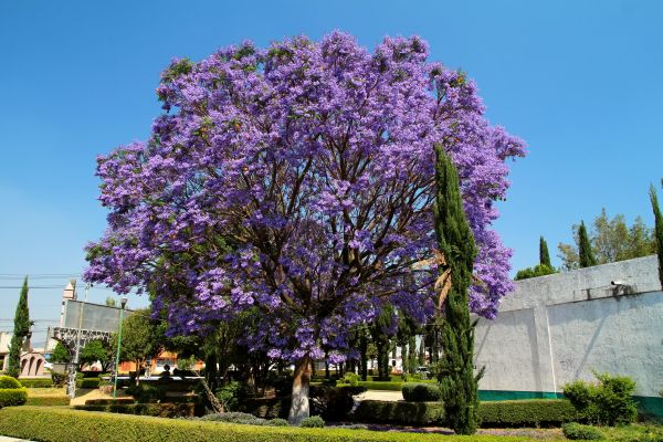 Jacaranda Pruning in Sparks