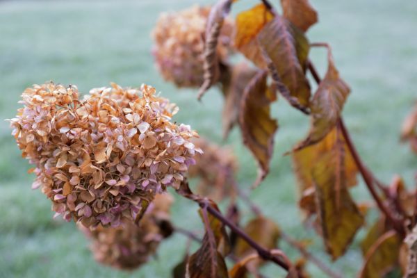 Hydrangea Removal in Sparks
