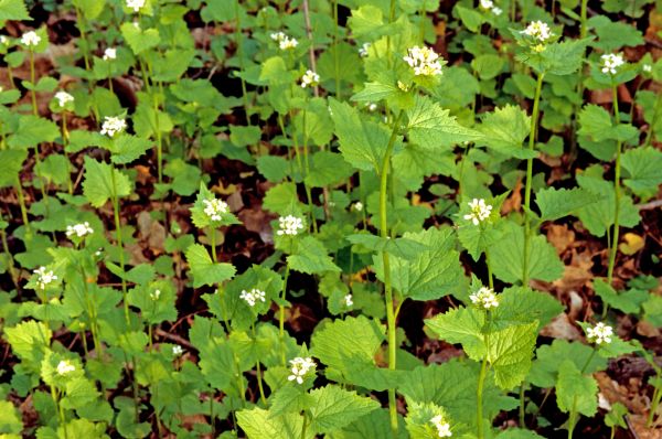 Garlic Mustard Removal in Sparks