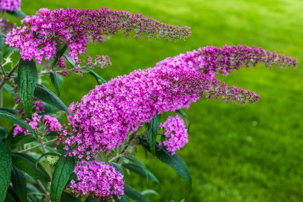 Butterfly Bush Removal in Sparks