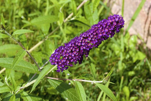 Butterfly Bush Pruning in Sparks