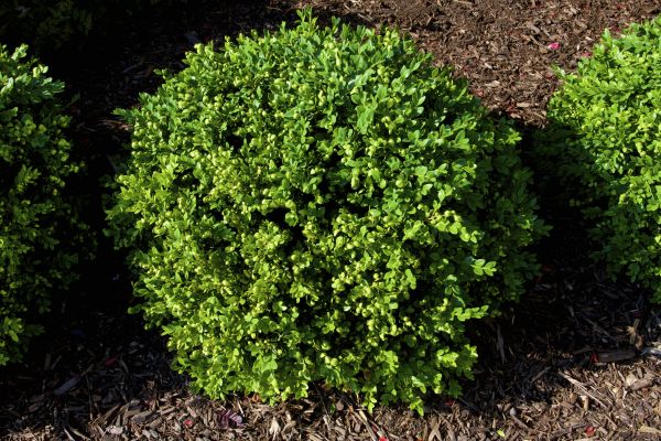 Boxwood Removal in Sparks