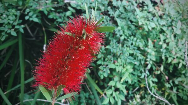 Bottlebrush Pruning in Sparks