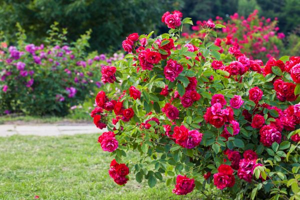 Shrub Trimming in Sparks