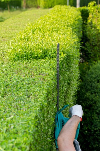 Hedge Trimming in Sparks