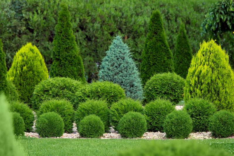 Trimmed Shrubs in Winter