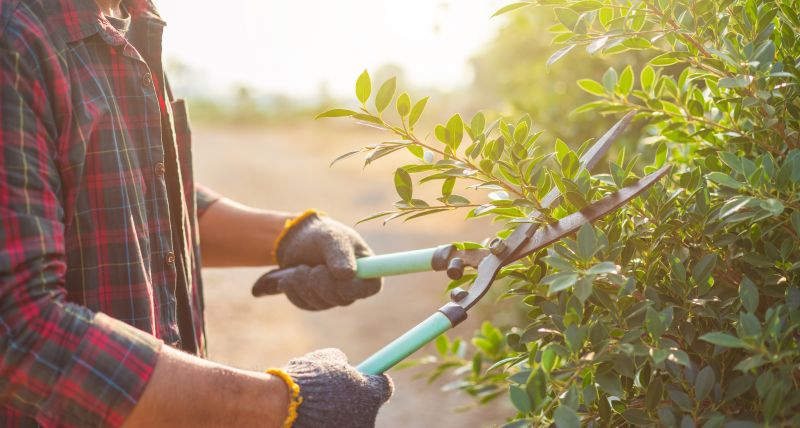 Tools used for shrub trimming